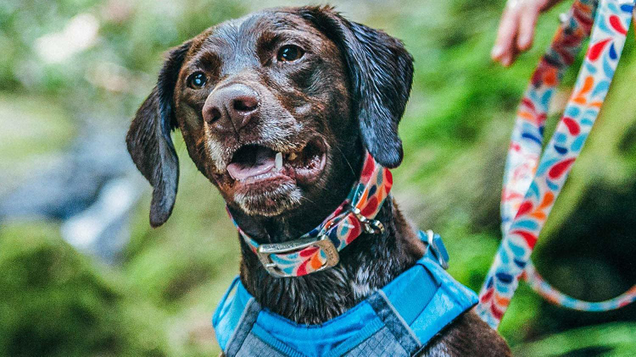 Kurgo’s Muck collars are waterproof and odor free, and built to survive even the roughest hikes and worst weather.